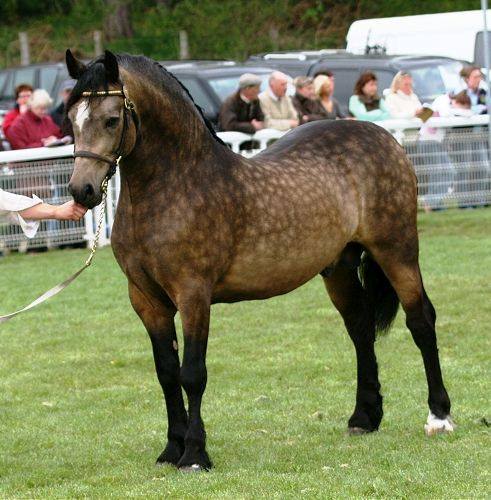 Silver Dapple Sooty Buckskin Horse